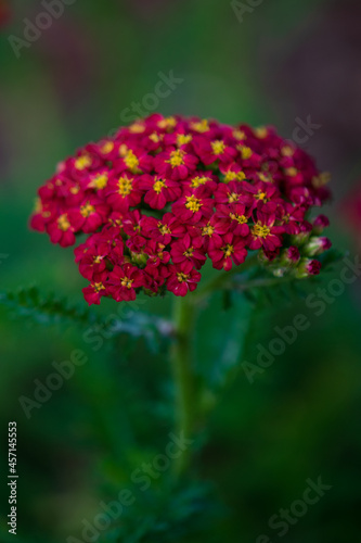 Common yarrow (achillea millefolium) - a red flower on the summer garden.