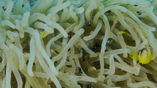 Baby Clownfish and school of Damsel fish swims on Anemone. Red Sea Anemonefish (Amphiprion bicinctus) and Domino Damsel fishes (Dascyllus trimaculatus), slow motion photo