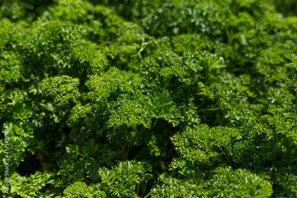 Curly Parsley grows in the garden. Spicy herb Petroselinum crispum for nutrition, use in alternative medicine and cosmetology, green background