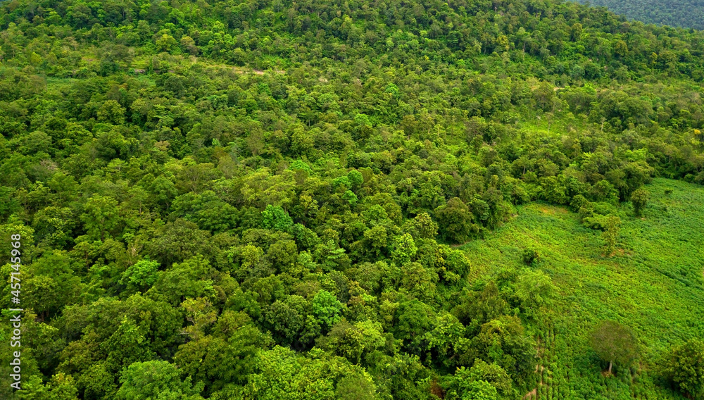 Top view of the lush green plant on mountain.Arial view green forest asia.