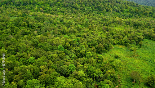 Top view of the lush green plant on mountain.Arial view green forest asia.