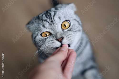 Hungry cat with golden eyes eats from the hands of the owner. Scottish fold tabby cat         photo