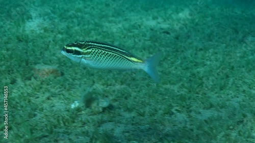 Bream fish feed on a sandy bottom covered with green seagrass. Arabian Monocle Bream (Scolopsis ghanam), Slow motion photo