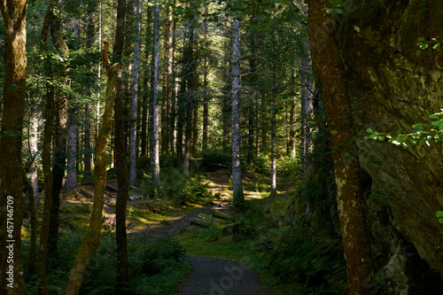 Vista de bosques noruegos © Guillem