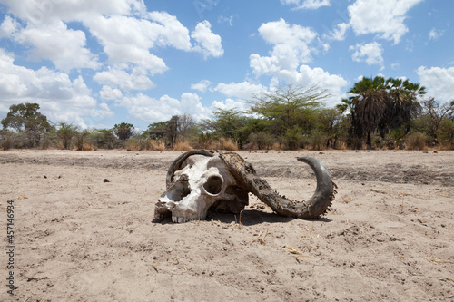 Cape buffalo skull on dry riverbed under drought conditions