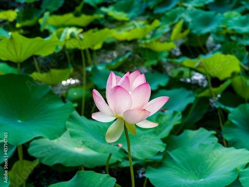 Pink flower amidst green leaves 