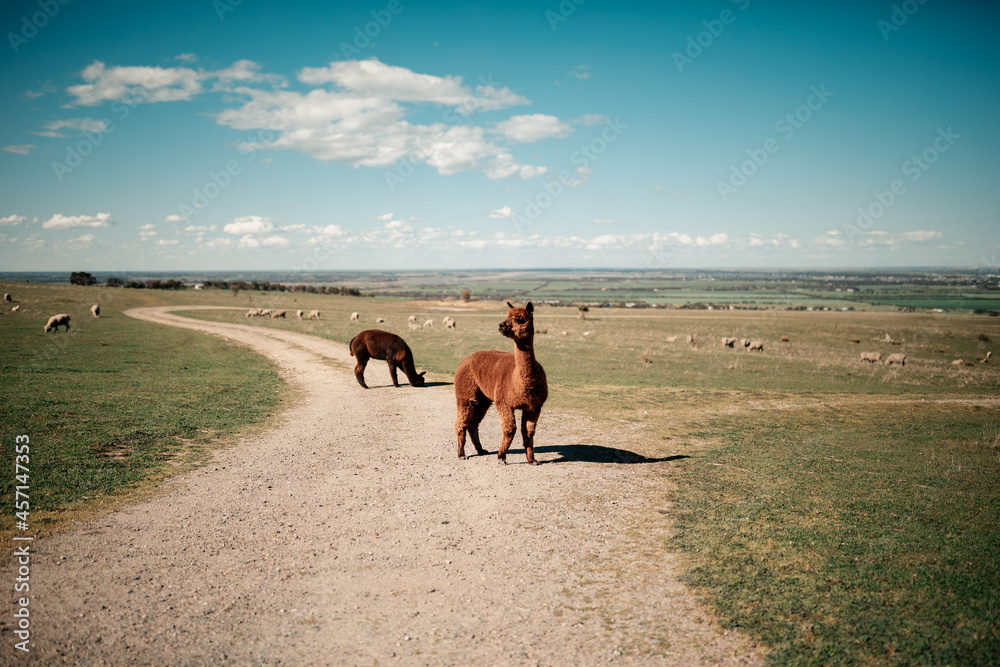 Fototapeta premium Alpacas on the road with the field in the background