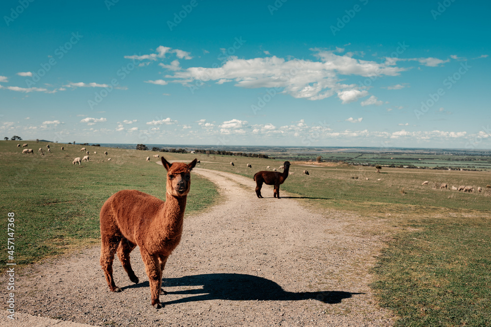 Fototapeta premium Alpacas on the road with the field in the background
