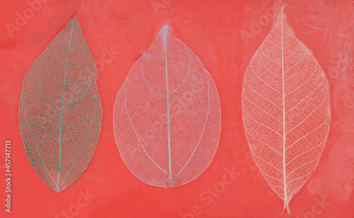 autumn colored transparent leaves on a red background