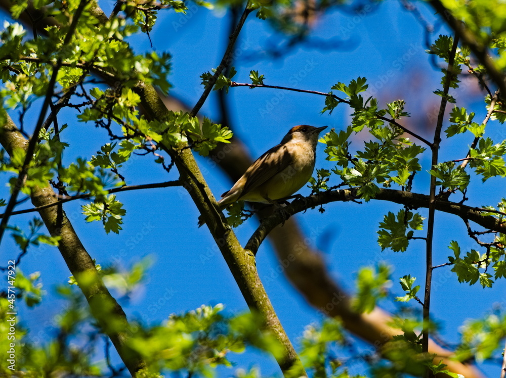 Fototapeta premium The Eurasian blackcap (Sylvia atricapilla) on a branch. 