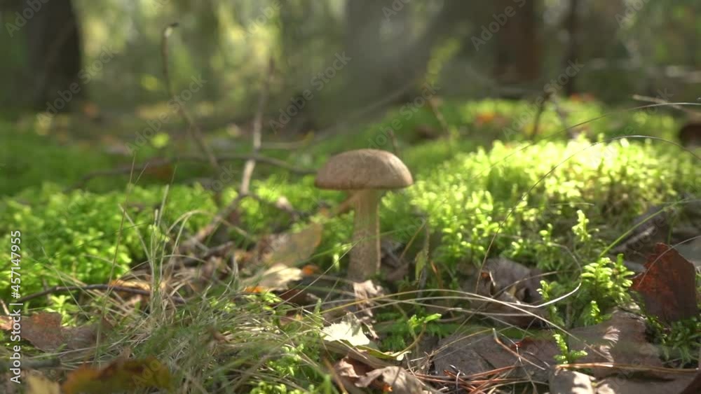 White mushroom in a pine autumn forest. Edible mushroom, illuminated by the bright sun. Close-up. Soft focus. White mushroom in a pine autumn forest. Edible mushroom, illuminated by the bright sun. Close-up. Soft focus.
