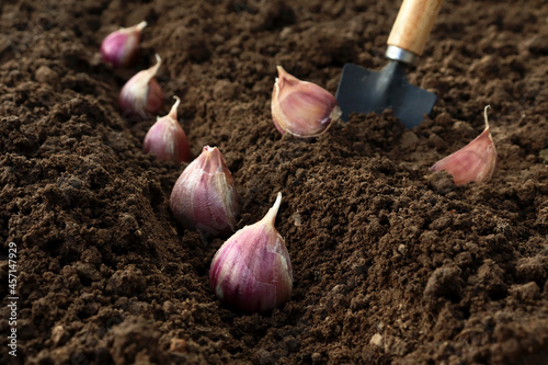Planting and growing garlic in the ground in the beds by the line method in autumn or spring
