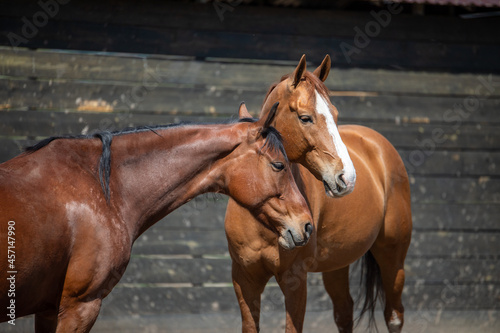 brown horses portrait
