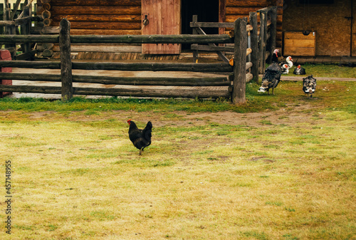 Country animals, domestic bird. Chicken, muscovy ducks on the farm photo