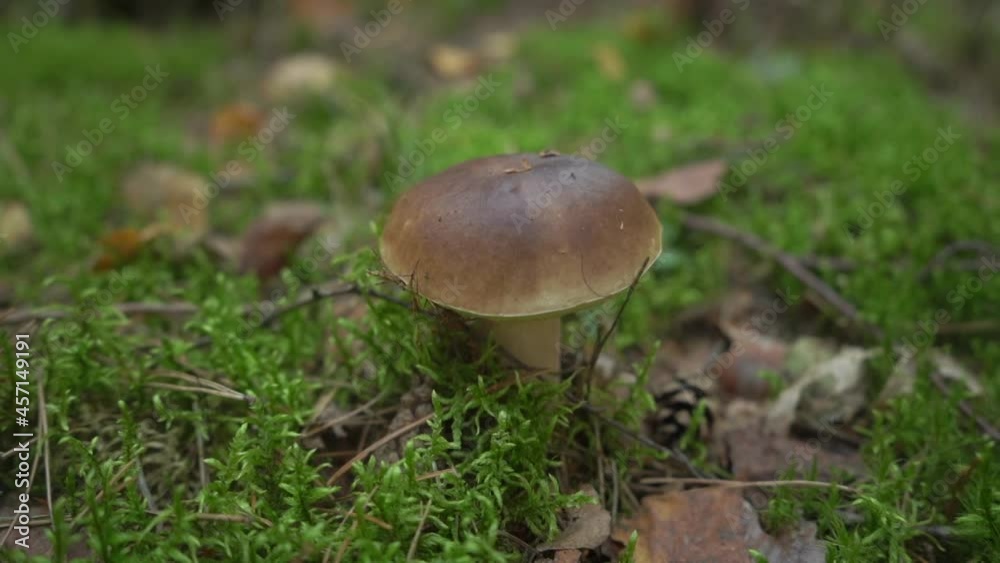 Edible forest mushroom with brown cap among grass and dry leaves in autumn forest. Boletus growing in wood, nature green background. Natural food ingredient from woodland organic farming concept. Slow Edible forest mushroom with brown cap among grass and dry leaves in autumn forest. Boletus growing in wood, nature green background. Natural food ingredient from woodland organic farming concept. Slow