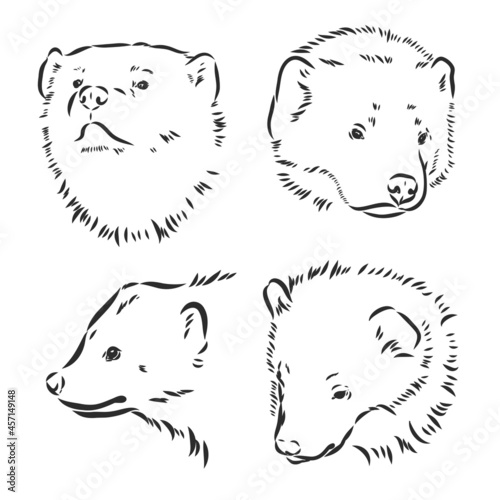 vector hand sketch drawing illustration of a wolverine done in black and white