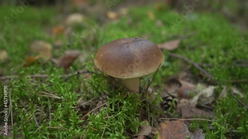Edible forest mushroom with brown cap among grass and dry leaves in autumn forest. Boletus growing in wood, nature green background. Natural food ingredient from woodland organic farming concept. Slow photo