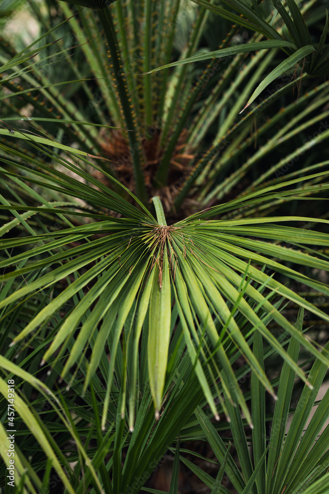 nature poster. palm leaves nature poster. palm leaves