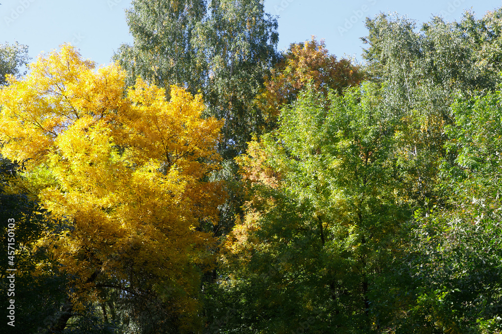 Fototapeta premium Autumn colored leaves in the forest