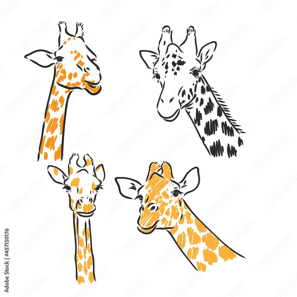 Fototapeta premium Giraffe - isolated vector with spots giraffe vector sketch