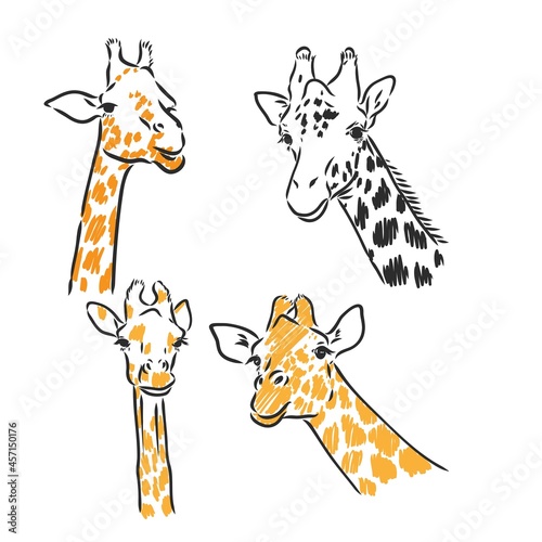Giraffe - isolated vector with spots giraffe vector sketch