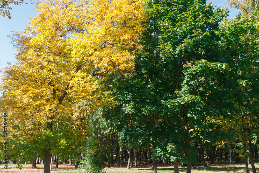 Naklejka premium Autumn colored leaves in the forest