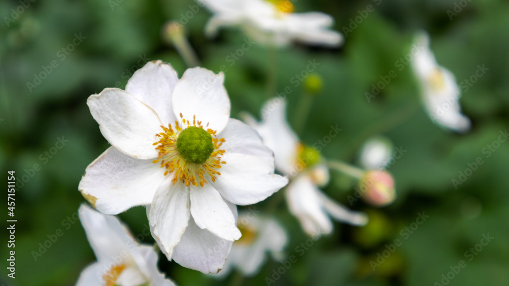Flower Closeups - White Flower Flower Closeups - White Flower