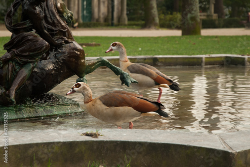 geese in the fountane