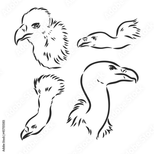 Drawing of vulture by line vulture vector
