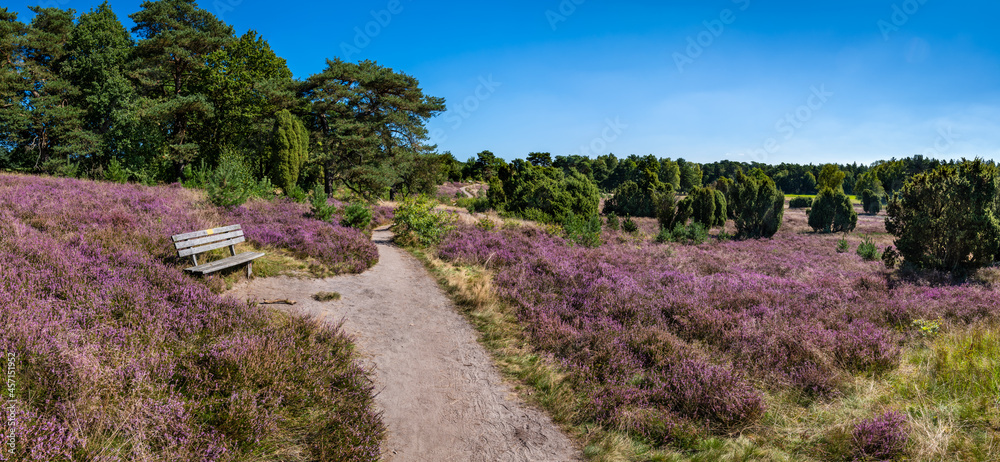 Fototapeta premium The Lueneburg Heath Nature Park (German: Naturpark Lüneburger Heide) near Oberhaverbeck in Lower Saxony, Germany. 