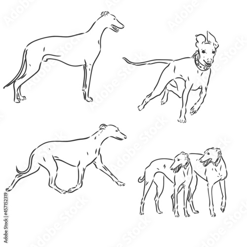 greyhound dog freehand pencil  hand drawn  isolated on white background.