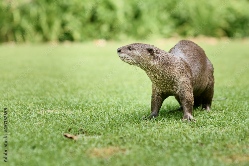 Naklejka premium otter resting on grass in Singapore