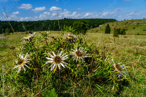 Silberdistel (botanisch: Carlina acaulis) im Naturschutzgebiet Eselsburger Tal, am Ostrand der Schwäbischen Alb photo