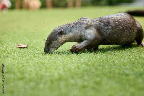 otter resting on grass in Singapore