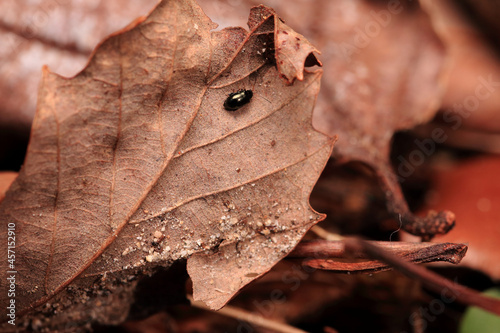 Leaf Beetle on The Dry Leaves