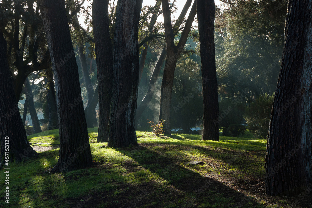 Winter morning in the Spanish forest 