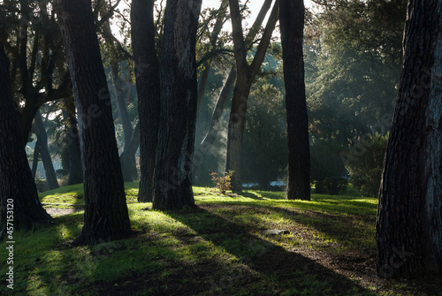 Winter morning in the Spanish forest 