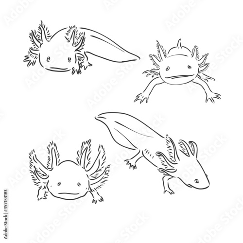 Vector antique engraving illustration of axolotl salamander isolated on white background