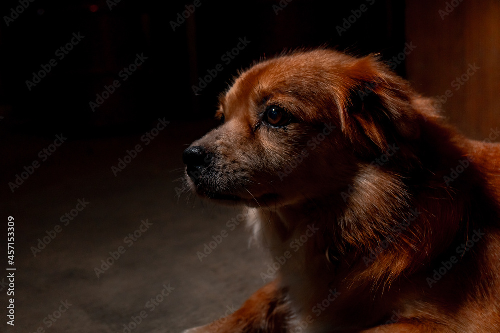 Obraz premium Close-up of golden yellow domestic male dog relaxing in the yard, has a very cute and adorable face