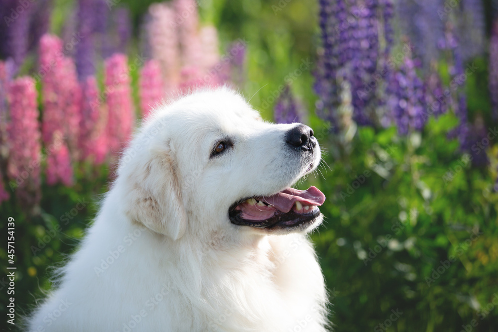 cute and happy maremma sheepdog. Big white fluffy dog breed maremmano abruzzese shepherd sitting in the field of lupines cute and happy maremma sheepdog. Big white fluffy dog breed maremmano abruzzese shepherd sitting in the field of lupines