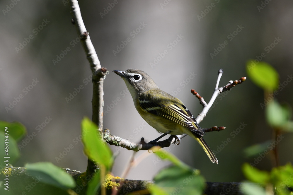 Blue headed vireo sits perched on a branch in the forest Blue headed vireo sits perched on a branch in the forest