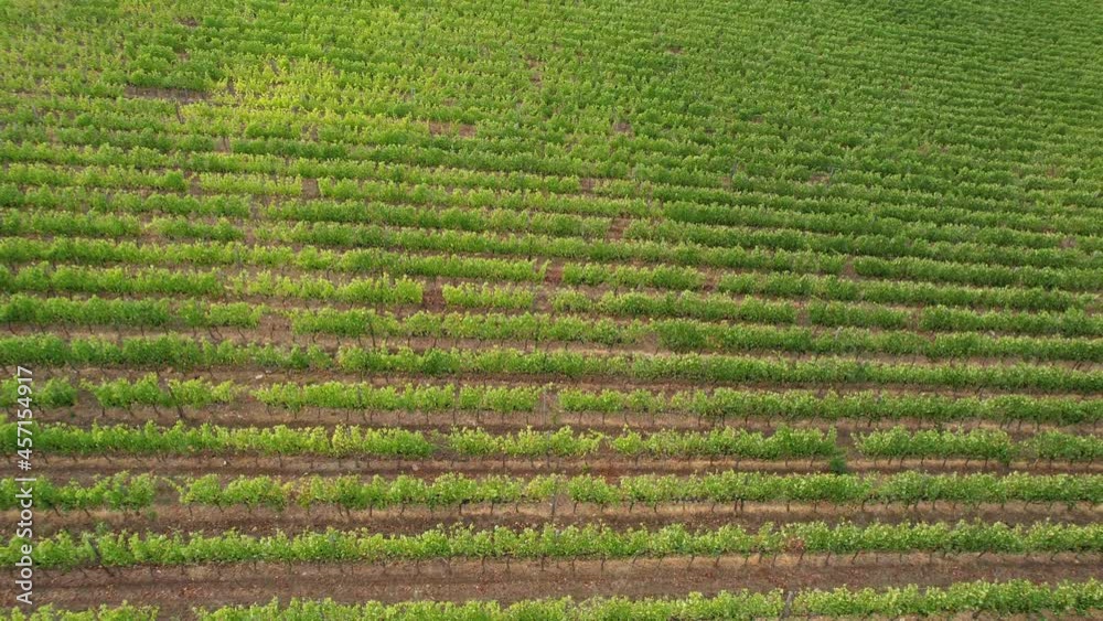 Aerial drone footage of beautiful vineyards in the Chianti Classico Area. Countryside Beautiful Farms and Vineyards. Tuscany Countryside in Italy. Vineyards Farmland.