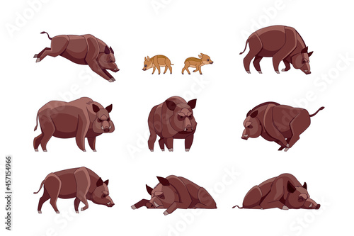 Set of Wild boar in different poses looking, running, walking, sleeping, attack. Wild forest creature different poses. Vector flat cartoon character of big mammal animal illustrations isolated