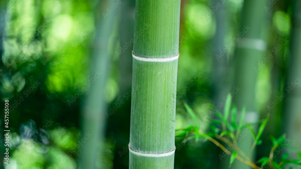 竹林 竹林