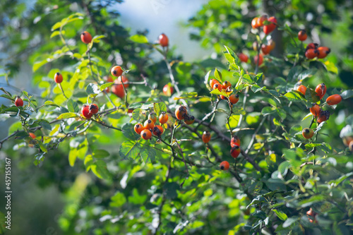 Wild rose hips in the mountains against the background of greenery and sky