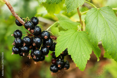 branch of black currant with bright berries, country house with a garden, harvesting for the winter and harvesting