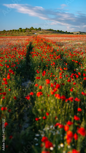 An overgrown road through a blooming red poppy field, blurred foreground, vertically panoramic.