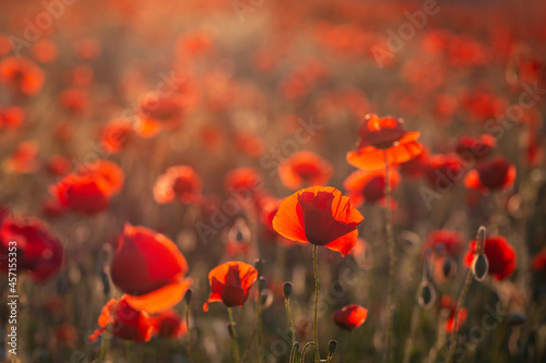 Red poppies at sunset with selective focus and bokeh background.