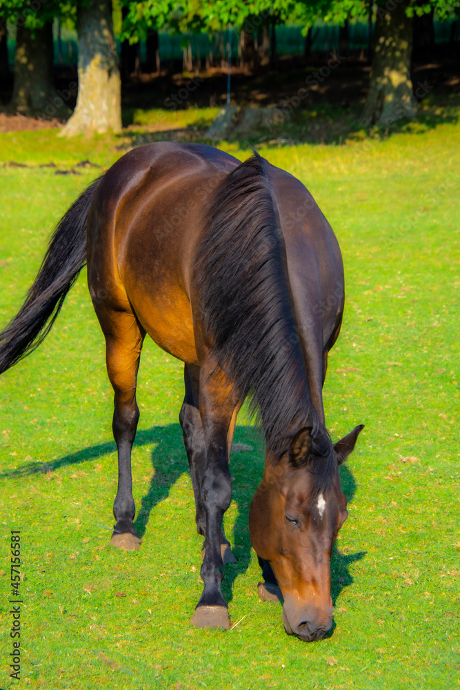 Pretty horse on a Canadian farm in the province of Quebec Pretty horse on a Canadian farm in the province of Quebec