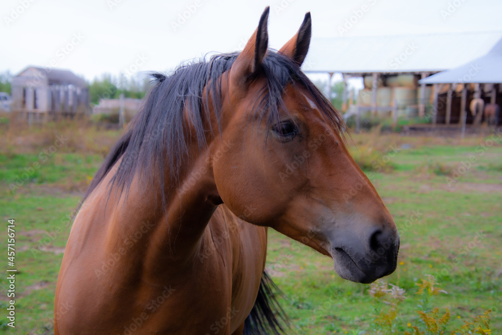 Pretty horse on a Canadian farm in the province of Quebec 